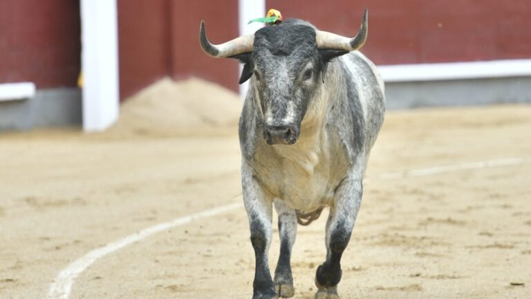 Así será el mes de agosto en Las Ventas: variedad de encastes, jóvenes y doce toreros a caballo