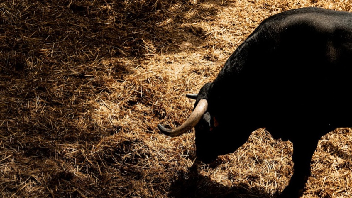 Toro