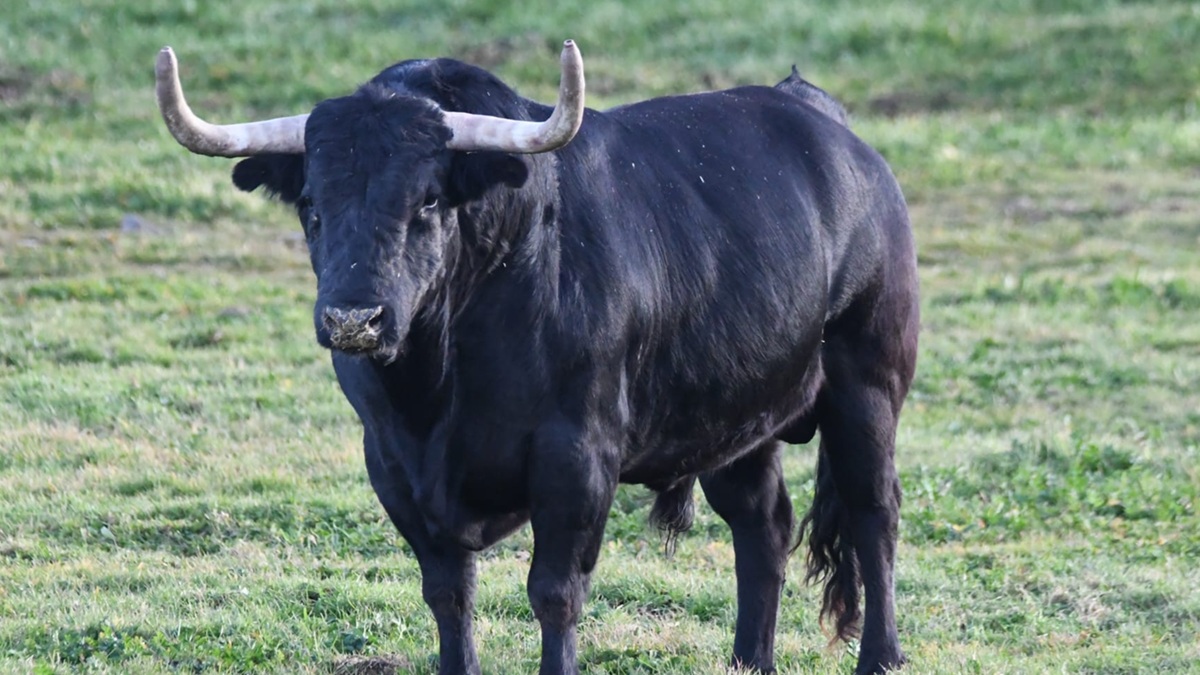 Toro