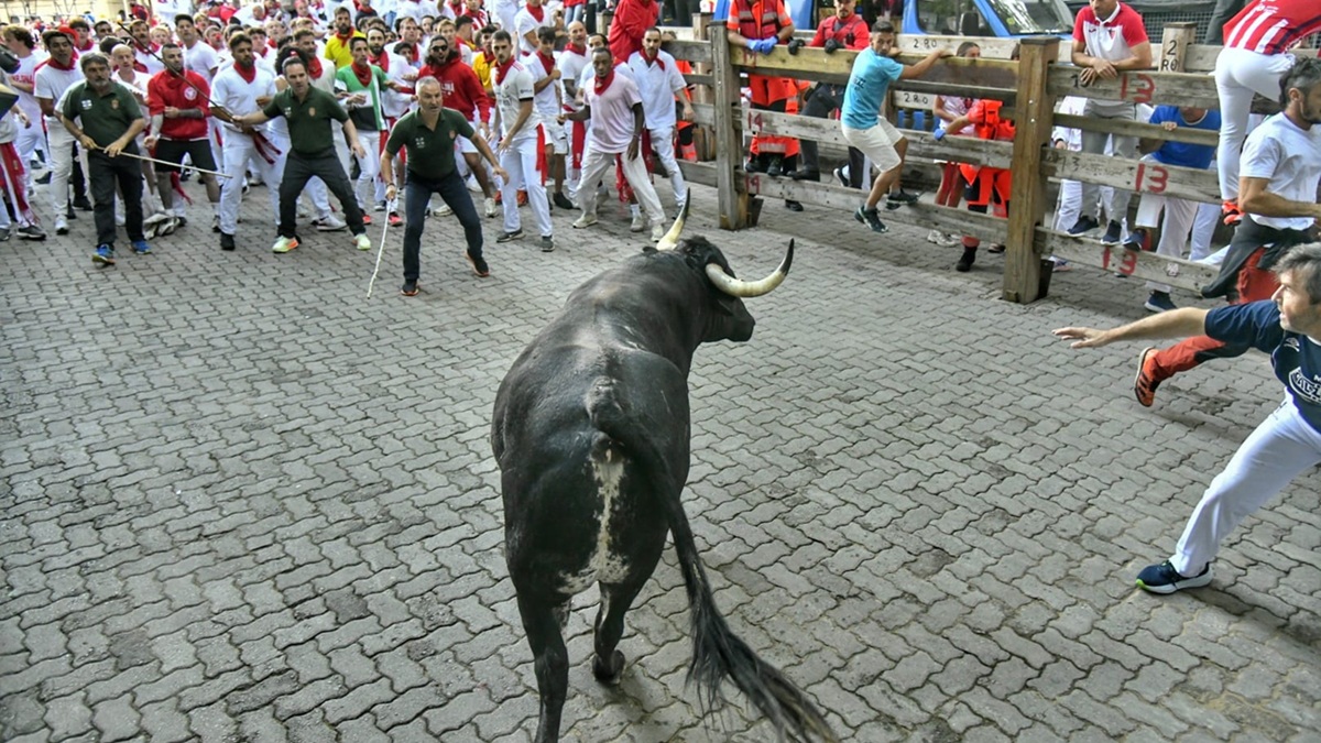 Toro Cebada