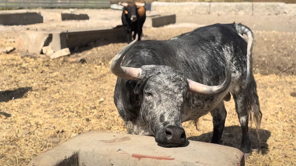Toro Cebada