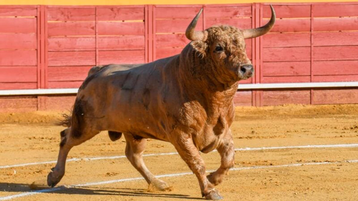 Toro Cenicientos 2