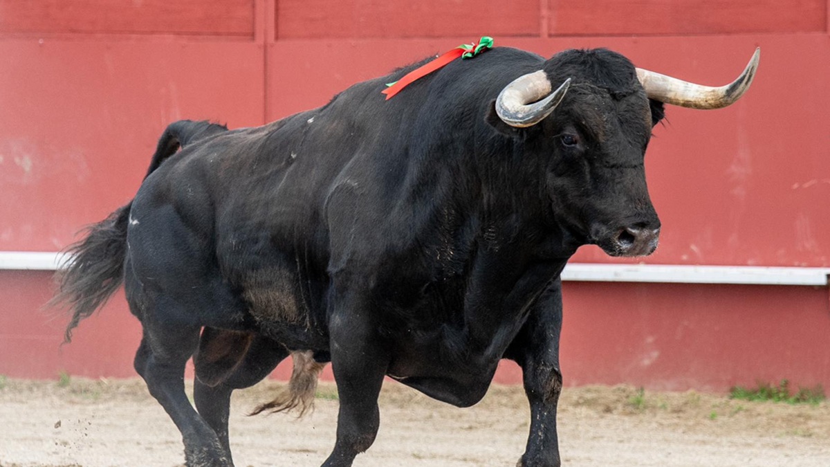 Toro Ruedo