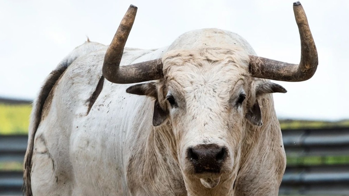 Toro