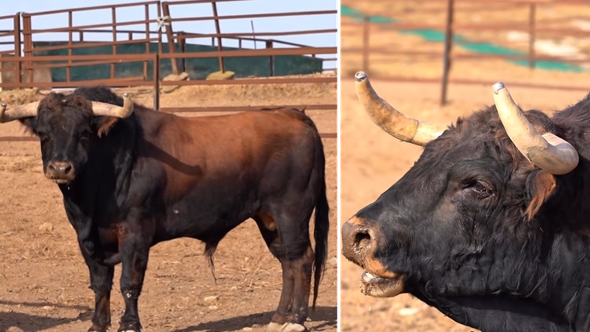 Toro