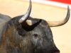 Toro Jose Escolar