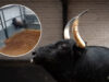 Toro Torero